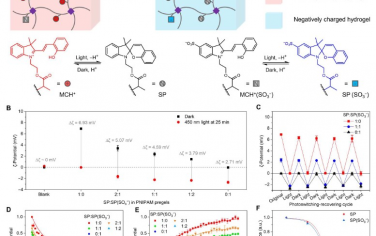 Science Advances：由光和电场调节的自主水凝胶运动