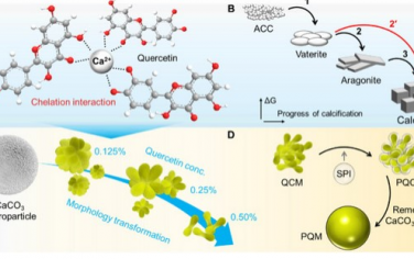 Biomaterials：槲皮苷介导碳酸钙-多孔方解石转变可作为食物递送系统