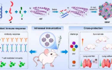 ACS Nano：鼻内纳米颗粒疫苗可对多种流感病毒产生保护作用