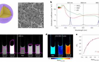 Nature Nanotechnology：用于评估癌症代谢和预测免疫疗法反应的血红蛋白饱和NIR-IIb成像