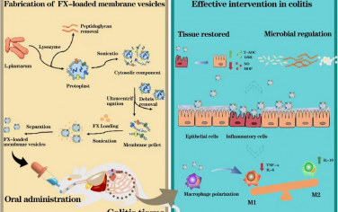 Biomaterials：构建负载岩藻黄素的益生菌膜囊泡以膳食干预治疗结肠炎