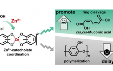 JACS：协调促进生物儿茶酚电重整以实现可持续聚合物生产