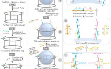Nature Communications：控制脂质双层内DNA受体绝对化学计量和时空行为的数字纳米反应器