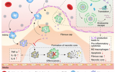 ACS Nano： 通过靶向mRNA纳米颗粒调节斑块炎症治疗动脉粥样硬化