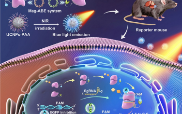 Biomaterials： 用于体内时空控制基因组编辑的光激活碱基编辑器