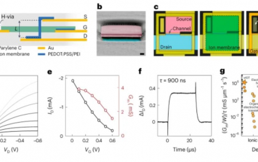 Nature Materials：用于独立适形生物电子学的集成内部离子门控有机电化学晶体管