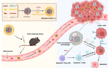 ACS Nano：多功能氧化还原响应纳米平台可双激活巨噬细胞和T细胞以实现抗癌免疫疗法