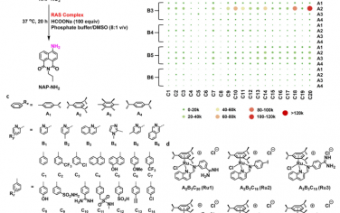 JACS：用生物激发的金属-硝基还原酶复合物靶向致病性甲酸盐依赖细菌