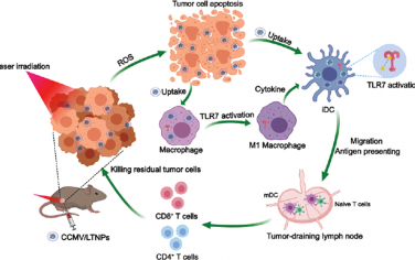 ACS Nano：肿瘤细胞膜包被的纳米粒子共载光敏剂和Toll样受体7激动剂以增强免疫治疗