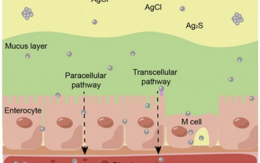 ACS Nano：口服银纳米颗粒在胃肠道的转化、吸附和毒理学机制研究