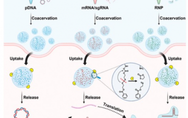 ACS Nano：氧化还原响应性相分离肽可作为CRISPR/Cas9基因组编辑的通用递送载体