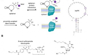 JACS：通过共价适体进行细胞表面标记和检测蛋白质
