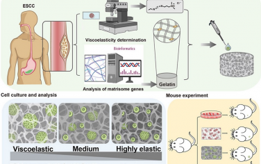 Biomaterials：明胶基三维仿生支架平台增强对食管鳞状细胞癌干细胞的培养