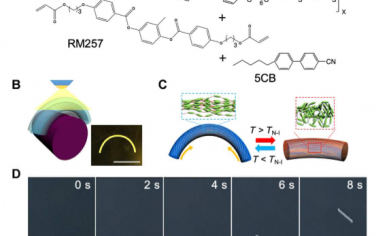 Science Advances：由液晶弹性纤维制成的通过自发快速通过的叶状环的自主、不受束缚的步态同步