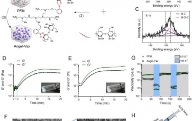 Biomaterials：抗原性和佐剂性共强化的个性化细胞疫苗