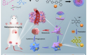 JACS：基于巨噬细胞极化和靶向的高灵敏肿瘤转移成像