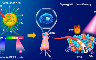 ACS Nano：基于上转换纳米粒子的双位点Förster共振能量传递途径用于增强胶质瘤近红外光学治疗