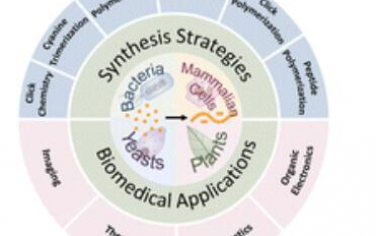 Chem. Soc. Rev.：生物有机化学在生物系统中的生物医学应用