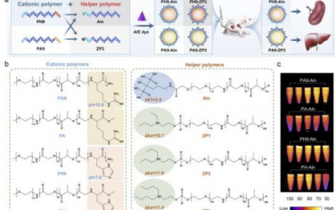 Advanced Materials：通过调控聚合物载体的器官选择性可大幅改善基于纳米疫苗的癌症免疫疗法