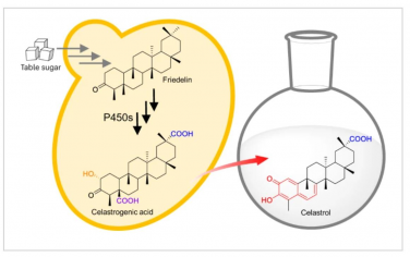 Nature Chemistry：抗肥胖剂雷公藤红素的生物合成及生物技术生产