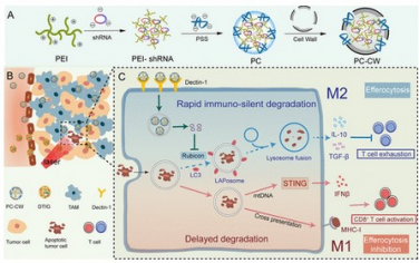 ACS Nano：生物工程化纳米孢子选择性阻断巨噬细胞吞噬作用以产生抗肿瘤免疫