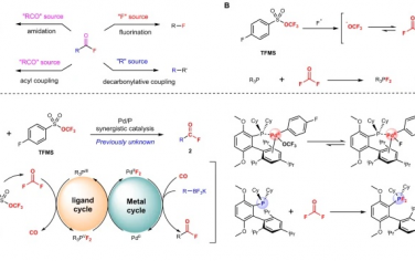 南开大学Nature Commun：Pd/有机磷协同催化氟羰基华
