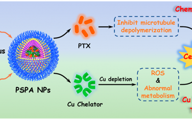 ACS Nano：紫杉醇前药联合铜消耗策略以用于三阴性乳腺癌的联合治疗