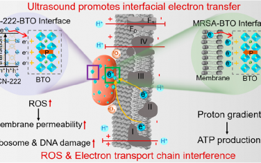 ACS Nano：超声诱导的非生物和生物界面电子传递以实现有效的细菌感染治疗