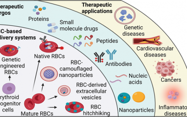 ACS Nano综述：基于红细胞及其膜源纳米颗粒的药物递送系统