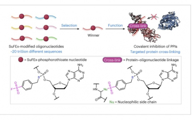 Nature Chemistry：从数万亿硫（VI）氟化物交换修饰的寡核苷酸中发现蛋白质-蛋白质相互作用的共价抑制剂