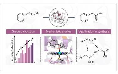 Nature Catalysis：细胞色素P450通过高活性碳阳离子中间体直接氧化芳基烯为酮