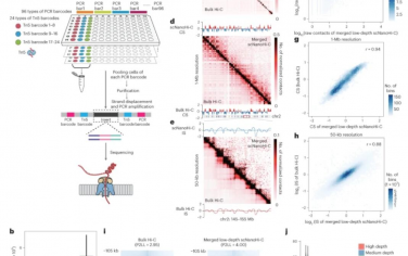 Nature Methods：scNanoHi-C：一种用于揭示单细胞内的高阶染色质结构的单细胞连接测序方法，