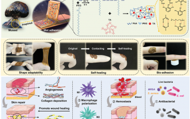 Adv. Sci.: 生物启发聚丙烯酸基医用敷料