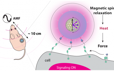 Nano Lett：水凝胶磁机械致动器纳米颗粒用于体内机械信号无线遥控