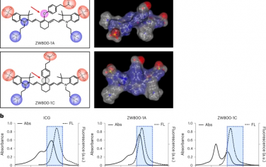 Nature Biomedical Engineering：小鼠完整颅骨中淀粉样β聚集物和tau纤维的近红外荧光寿命成像