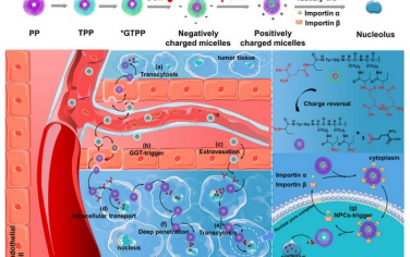 Biomaterials：酶触发的转胞吞作用可实现药物载体深穿透进入肝癌肿瘤