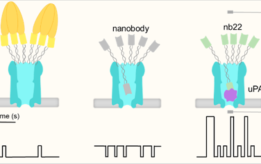 ACS Nano：利用纳米抗体功能化的纳米孔传感器对蛋白质进行特异性检测