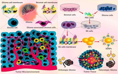 Biomaterials：利用融合细胞膜包覆层纳米技术靶向肿瘤微环境以治疗胶质瘤