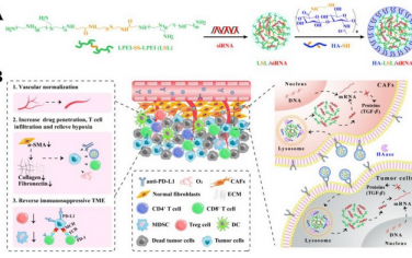 Biomaterials：将siRNA同步递送到基质和肿瘤细胞中可发挥强大的抗肿瘤免疫