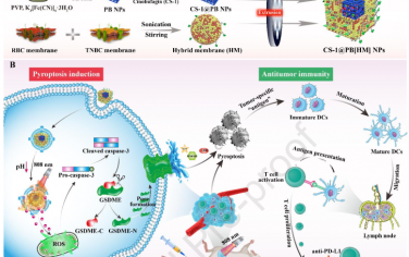 Biomaterials：仿生普鲁士蓝纳米复合物可通过增强ICD实现对三阴性乳腺癌的化学-光热治疗