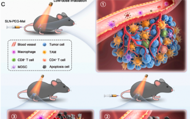 Biomaterials：以马来酰亚胺为端基的聚乙二醇化纳米颗粒用于促进靶向巨噬细胞的药物递送