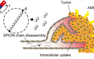 ACS Nano：磁性强化超顺磁性氧化铁纳米颗粒胞内摄取可用于抗癌治疗