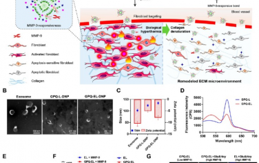 ACS Nano：纳米颗粒通过诱导生物过高热可特异性重塑细胞外基质微环境以强化纤维化中的促凋亡行为