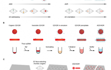 Science advances：用于纳米级可扩展二维阵列制作的量子点和棒的超快致密DNA功能化