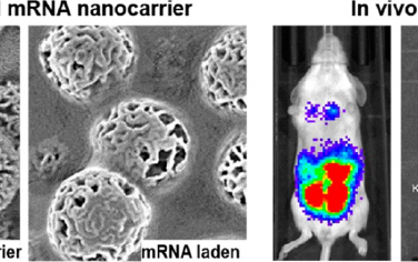 Nano Lett：设计基于介孔二氧化硅纳米颗粒的纳米载体以实现mRNA的体内高效递送