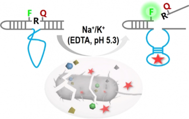 JACS：体外选择非M2+依赖、快速响应的酸性脱氧核酶以用于细菌检测