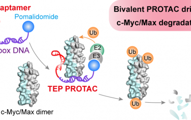 JACS：基于TNA-DNA二价结合剂、靶向c-Myc 的PROTAC用于TNBC的联合治疗