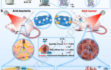 Biomaterials：外泌体修饰的生物异质结可减少热量和ROS传递距离以增强抗菌和肿瘤治疗