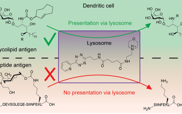 JACS：靶向溶酶体的四嗪可在抗原呈递细胞中实现具有细胞器特异性的点击释放