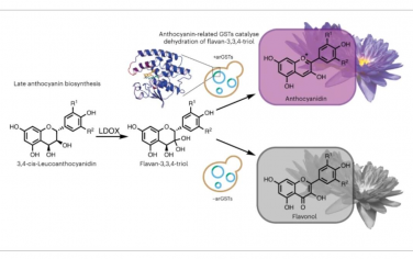 Nature Catalysis：谷胱甘肽转移酶在异源花青素生物合成中的催化作用